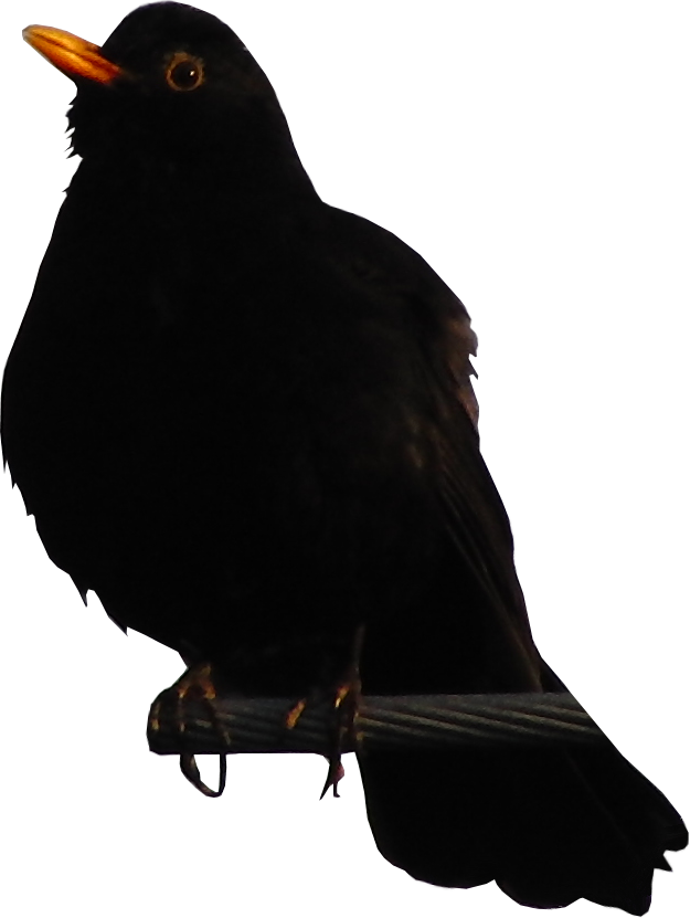 Amsel