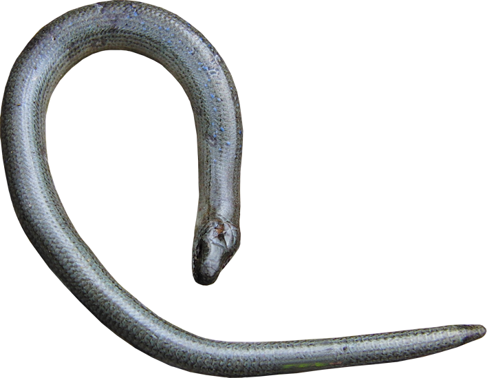 Blindschleiche 1