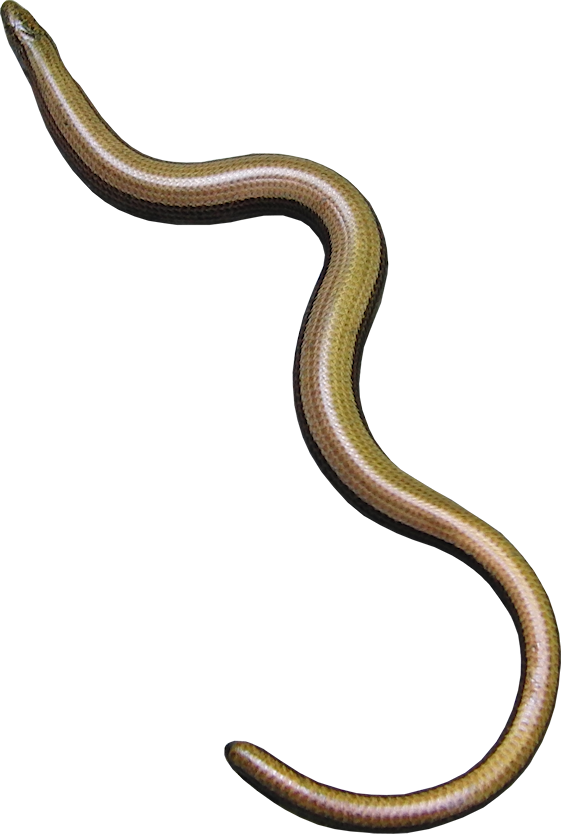 Blindschleiche 4