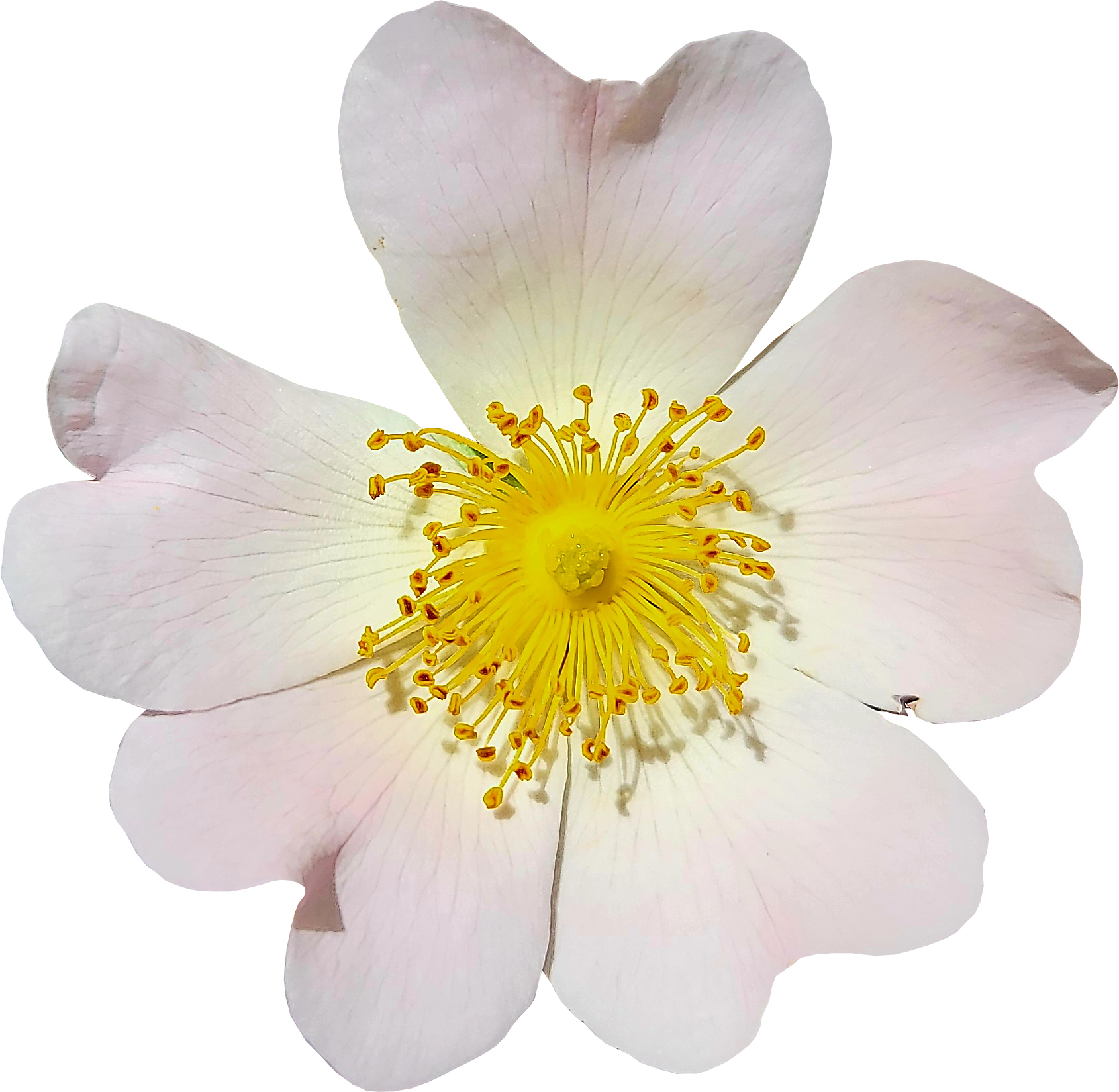 Heckenrose