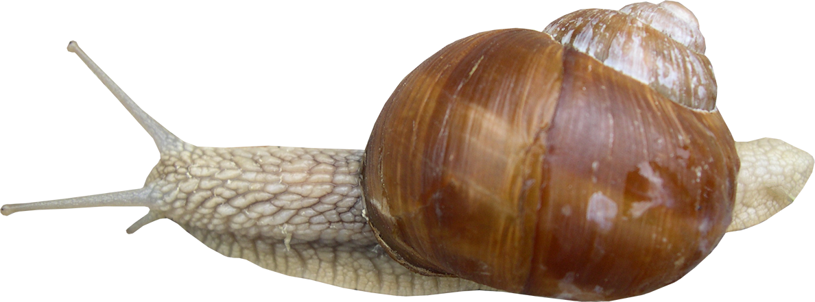 Schnecke 1