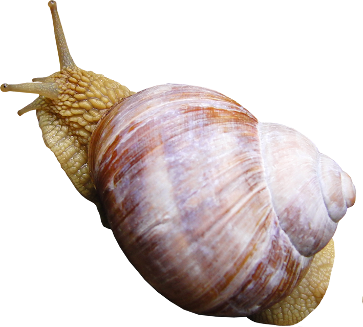 Schnecke 3
