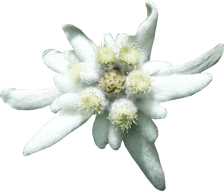 edelweiss
